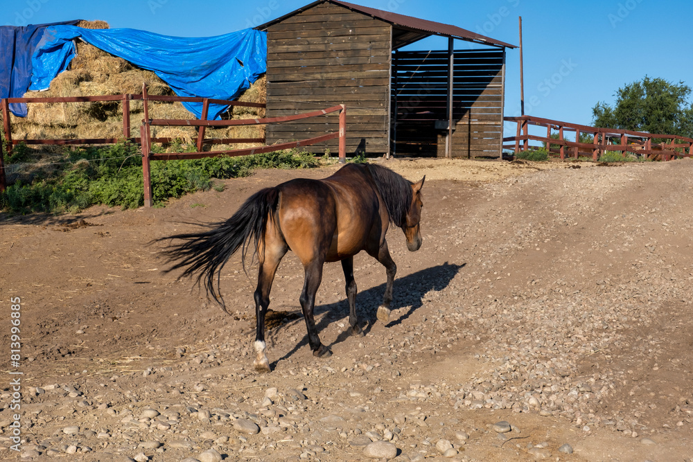 Poster two horses in the stable