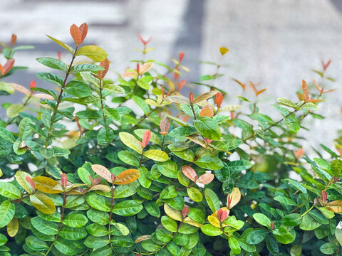 Fresh green and red leaves plant with water drops outdoors