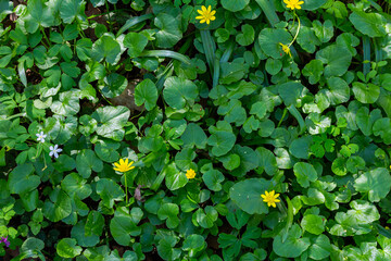 ranunculus ficaria verna pilewort lesser celandine
