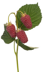 rubus idaeus
