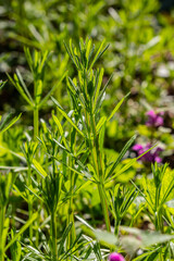 The Cleavers Galium aparine have been used in the traditional medicine for treatment of disorders of the diuretic, lymph systems and as a detoxifier