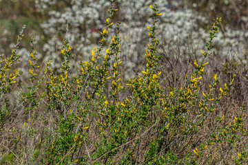 Chamaecytisus ruthenicus blooms in the wild in spring