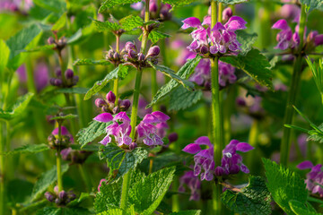 Pink flowers of spotted dead-nettle Lamium maculatum. Medicinal plants in the garden