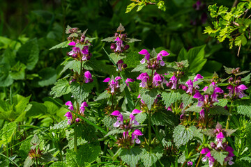 Pink flowers of spotted dead-nettle Lamium maculatum. Medicinal plants in the garden