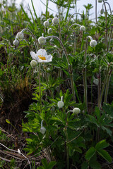 Anemonoides sylvestris Anemone sylvestris, known as snowdrop anemone or snowdrop windflower, is a...
