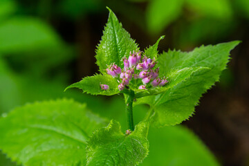 Lunaria rediviva, known as perennial honesty. Beautiful light purple flowers in bloom