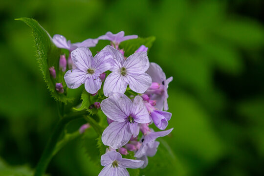 In spring, Lunaria rediviva blooms in the wild in the forest