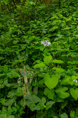 In spring, Lunaria rediviva blooms in the wild in the forest