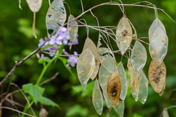 Lunaria rediviva, known as perennial honesty. Beautiful light purple flowers in bloom