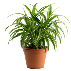 The photo shows a green plant in a brown plastic pot. The plant has long, thin leaves with a yellow stripe down the middle.