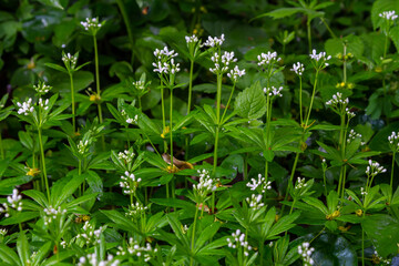 Woodruff, Galium odoratum is a spice and medicinal plant that grows in the forest