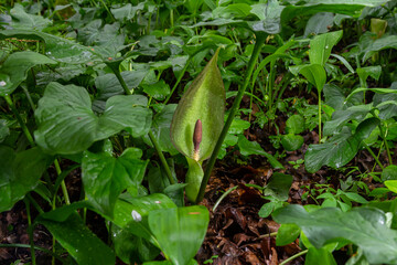 Cuckoopint or Arum maculatum arrow shaped leaf, woodland poisonous plant in family Araceae. arrow...