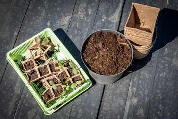 Growing seedlings of watermelon, cucambers and tomatos in a special box, pots with soil for planting