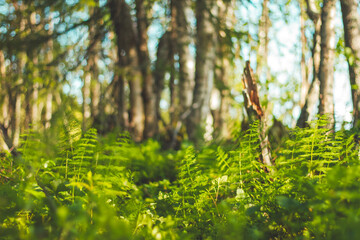 Fototapeta premium forest thicket on a sunny day