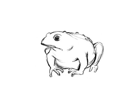recommend clip art: Pencil drawing. 2 Egyptian plague. Invasion of toads