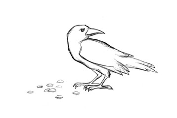 Pencil drawing. Crows peck at the grain