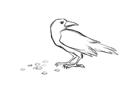 Pencil drawing. Crows peck at the grain
