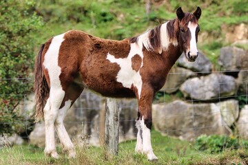 Obraz premium New Zealand