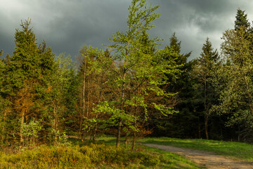 Green fresh forest on slope of hill Jested in north Bohemia