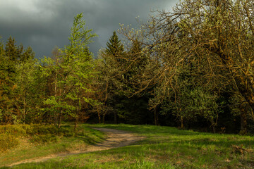 Green fresh forest on slope of hill Jested in north Bohemia