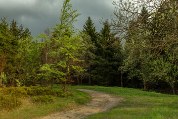 Green fresh forest on slope of hill Jested in north Bohemia
