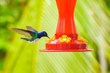 Fiery throated hummingbird is sucking the nectar in Costa Rica.