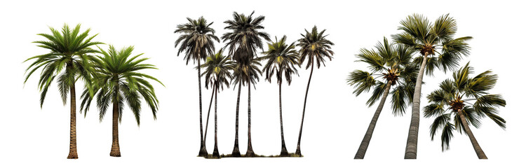 Set of tropical palm trees, cut out