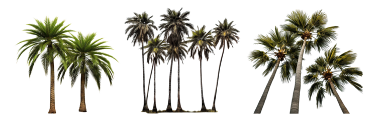Set of tropical palm trees, cut out