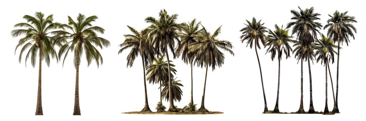 Set of tropical palm trees, cut out