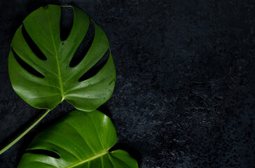 Green leaves of Swiss Cheese plant monstera on a black background. Beautiful tropical template for...