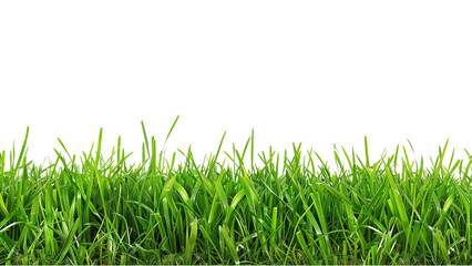 Fototapeta premium Grass isolated on transparent background.