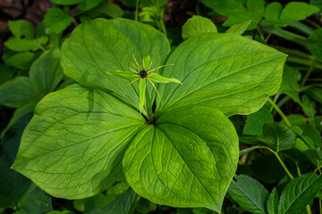 Paris quadrifolia in bloom. It is commonly known as herb Paris or true lover's knot