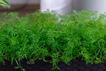 Young dill grows on the window in the spring. 
