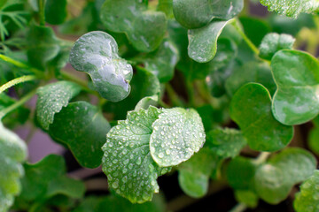 Radishes growing on the window, shot by Marco, water droplets on the leaf  
