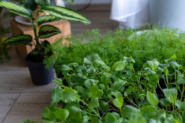 A vegetable garden on the window in spring: growing herbs and vegetables. 
