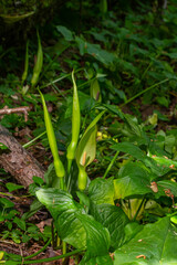 Cuckoopint or Arum maculatum arrow shaped leaf, woodland poisonous plant in family Araceae. arrow shaped leaves. Other names are nakeshead, adder's root, arum, wild arum, arum lily, lords-and-ladies