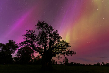 Aurora borealis, The Northern lights over oak tree. Kuldiga municipality, Latvia.