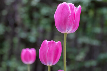 Pink flower tulips blossoming in park. Bulbous ornamental tulipa plants of liliaceae family grow on...