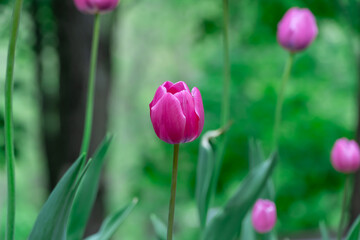 Fototapeta premium Pink flower tulips blossoming in park. Bulbous ornamental tulipa plants of liliaceae family grow on flowerbed. Floral pink petals bloom on foliage background. Flower carpet from buds. Horticulture.