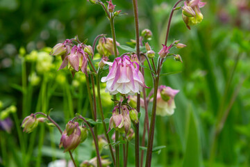 Obraz premium Blooming Aquilegia, columbine plant in the garden. beautiful floral spring background