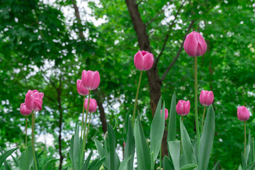 Pink flower tulips blossoming in park. Bulbous ornamental tulipa plants of liliaceae family grow on...