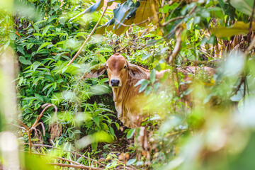 Obraz premium Picture of central American cow species in the field