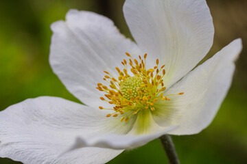 Obraz premium Anemonoides sylvestris Anemone sylvestris, known as snowdrop anemone or snowdrop windflower, is a perennial plant flowering in spring