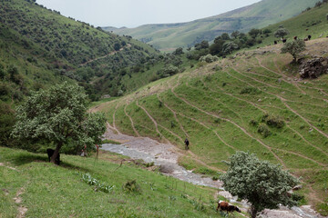 Cows in the mountains. Mountain valley Tavaksay. 