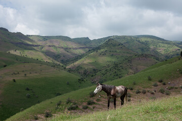 Fototapeta premium horse in the mountains