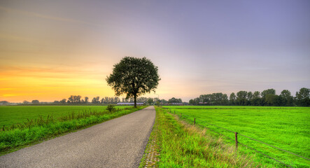 A lonely tree watching the sunset in a rural landscape in the south of The Netherlands.