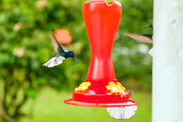 Fiery throated hummingbird is sucking the nectar in Costa Rica.