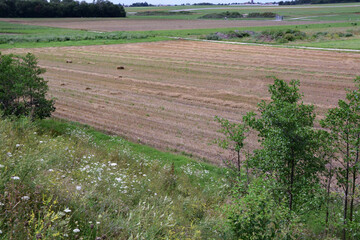Mowed field in perspective with side view. Landscape of agriculture and nature