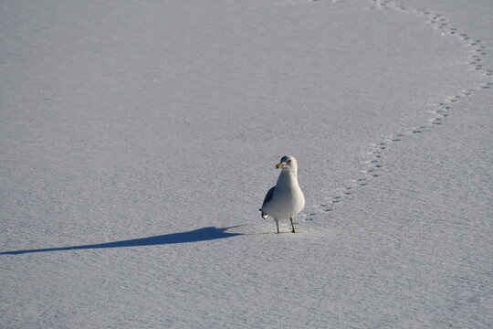 Gull and footprints