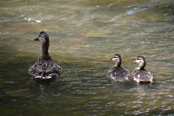 Duck and ducklings
